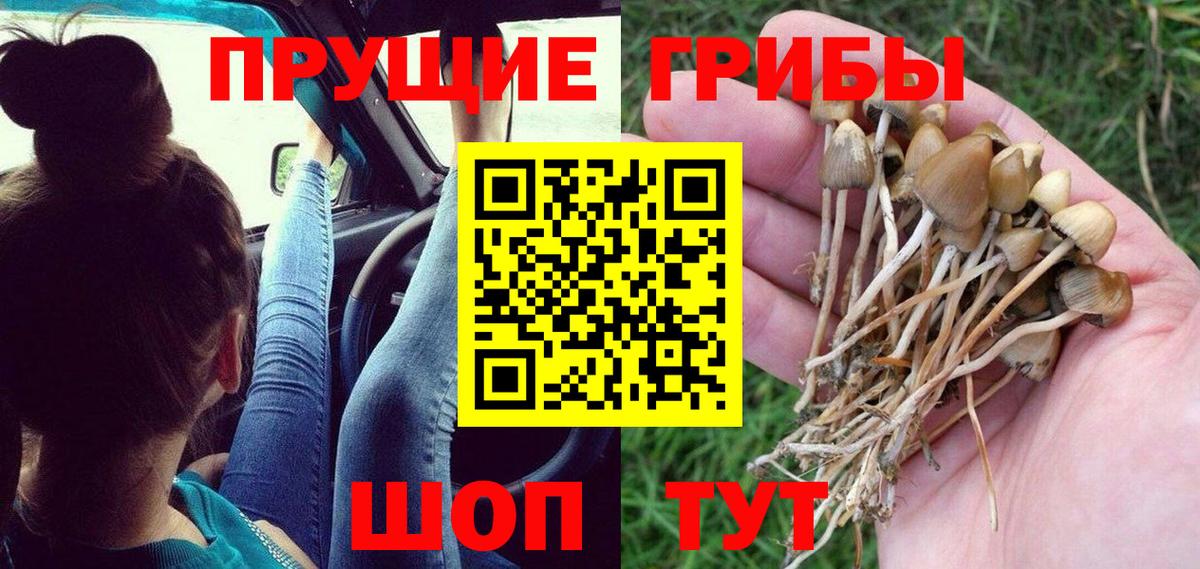 Галлюциногенные грибы Psilocybe Барабинск